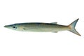 Yellowtail barracuda  - sphyraena flavicauda Royalty Free Stock Photo