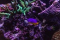 Yellowtail blue damselfish Chrysiptera parasema Royalty Free Stock Photo