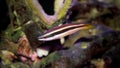 Yellowtail Cleaner Wrasse - diproctacanthus xanthurussp.
