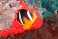 Yellowtail clownfish Royalty Free Stock Photo