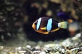 Yellowtail clownfish Royalty Free Stock Photo