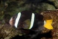 Yellowtail clownfish (Amphiprion clarkii) Royalty Free Stock Photo