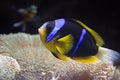 Yellowtail Clownfish - Amphiprion Clarkii Royalty Free Stock Photo