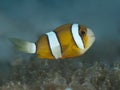 Yellowtail clownfish Royalty Free Stock Photo