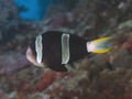 Yellowtail clownfish Royalty Free Stock Photo