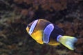 Yellowtail clownfish Royalty Free Stock Photo