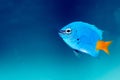 Yellowtail Damselfish (Chrysiptera parasema) Royalty Free Stock Photo