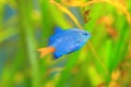 Yellowtail Damselfish Royalty Free Stock Photo