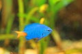 Yellowtail Damselfish Royalty Free Stock Photo