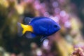 Yellowtail damselfish Chrysiptera parasema Royalty Free Stock Photo