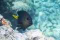 Yellowtail Damselfish Royalty Free Stock Photo