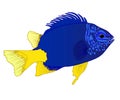 Yellowtail Damselfish illustration Royalty Free Stock Photo