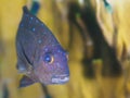 Yellowtail damselfish, Microspathodon chrysurus. CuraÃÂ§ao, Lesser Antilles, Caribbean Royalty Free Stock Photo