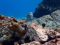 Yellowtail Damselfish swimming in the Caribbean sea Royalty Free Stock Photo