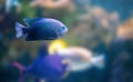 Yellowtail Damselfish - Marine Fish Royalty Free Stock Photo