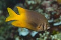 Yellowtail Damselfish Neoglyphidodon nigroris Royalty Free Stock Photo