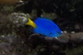 Yellowtail damselfish, yellowtail blue damsel, goldtail demoiselle Chrysiptera parasema. Royalty Free Stock Photo