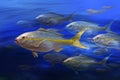 Yellowtail fish Royalty Free Stock Photo