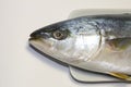 Yellowtail fish head Royalty Free Stock Photo