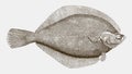 Yellowtail flounder in top view