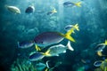 School of Yellowtail Fusiliers swimming together Royalty Free Stock Photo