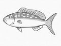 Yellowtail Margate Reef and Wreck Fish Florida and Gulf of Mexico Cartoon Retro Drawing