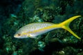 Yellowtail-Snapper Royalty Free Stock Photo