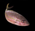 Yellowtail snapper Royalty Free Stock Photo