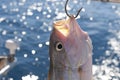 Yellowtail Snapper hooked on a boat Royalty Free Stock Photo