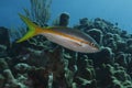 Yellowtail Snapper (Ocyurus chrysurus) Royalty Free Stock Photo