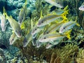 Yellowtail snapper, Ocyurus chrysurus Royalty Free Stock Photo