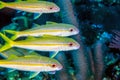 Yellowtail snapper, Ocyurus chrysurus Royalty Free Stock Photo