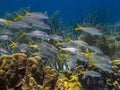 Yellowtail snapper,Ocyurus chrysurus Royalty Free Stock Photo