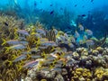 Yellowtail snapper,Ocyurus chrysurus Royalty Free Stock Photo