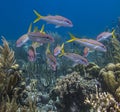 Yellowtail snapper,Ocyurus chrysurus Royalty Free Stock Photo