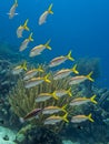 Yellowtail snapper ,Ocyurus chrysurus Royalty Free Stock Photo