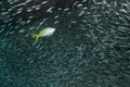 A Yellowtail snapper, Ocyurus chrysurus, feeding on a school of fish Royalty Free Stock Photo