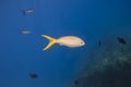 Yellowtail snapper Royalty Free Stock Photo