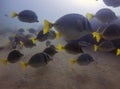 Yellowtail Surgeonfish Prionurus punctatus in Baja California