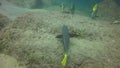 Yellowtail Surgeonfish Prionurus punctatus feeding on rocks in Baja California