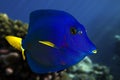 Yellowtail tang - (Zebrasoma xanthurum) close up Royalty Free Stock Photo