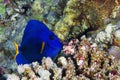 Yellowtail tang Royalty Free Stock Photo