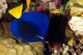 Yellowtail tang Royalty Free Stock Photo