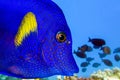 Yellowtail tang - (Zebrasoma xanthurum)- sea fish close up Royalty Free Stock Photo