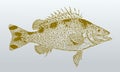 Yellowtail trumpeter or grunter amniataba caudavittata, a fish from australia in profile view