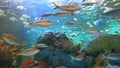 Yellowtailed Snapper and other fish swimming in a coral reef
