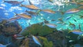 Yellowtailed Snapper and other tropical fish in a coral reef