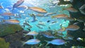 Yellowtailed Snapper swim with other tropical fish in a coral reef