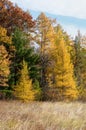Yellow Tamaracks in the Fall Royalty Free Stock Photo