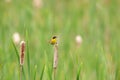 Yellow throat Warbler Stock Photos. Perched on cattail plant profile-view with bokeh background